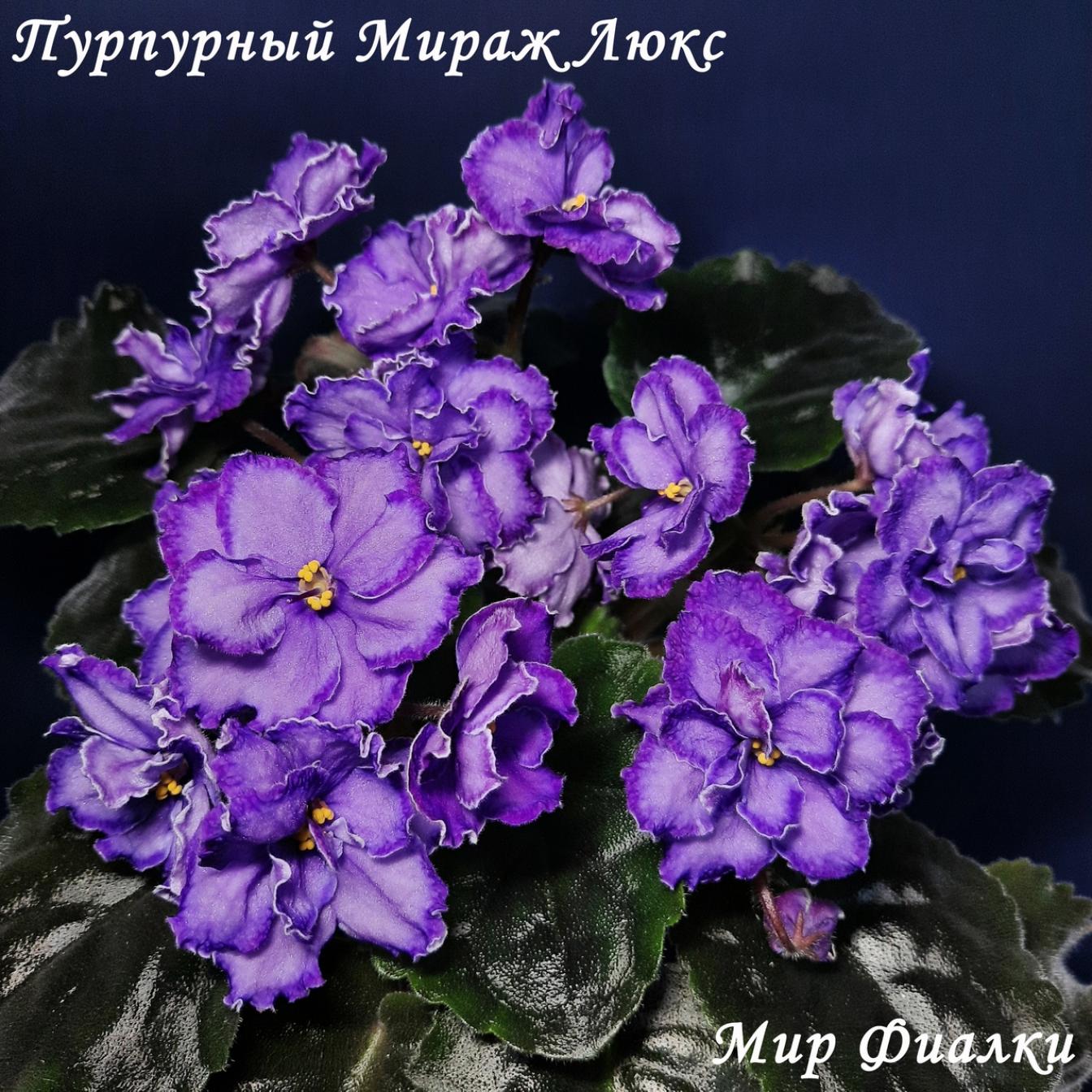Фиалка Пурпурный Мираж Люкс 2