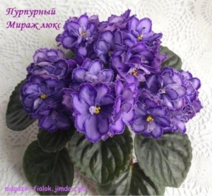 Фиалка Пурпурный Мираж Люкс