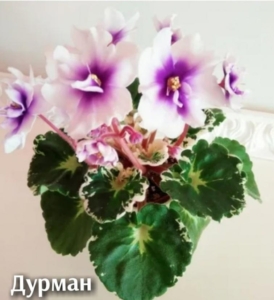 Фиалка Р-Дурман Любви