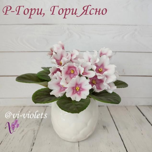 Фиалка Р-Гори, Гори Ясно 2