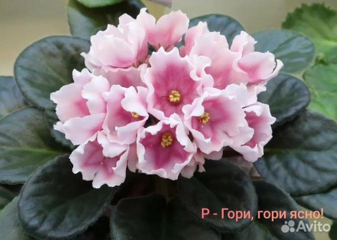Фиалка Р-Гори, Гори Ясно 3