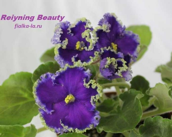 Фиалка Reigning Beauty 6
