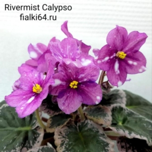 Фиалка Rivermist Calypso