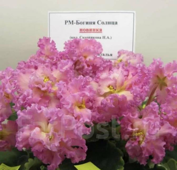 Фиалка РМ-Богиня Солнца 3