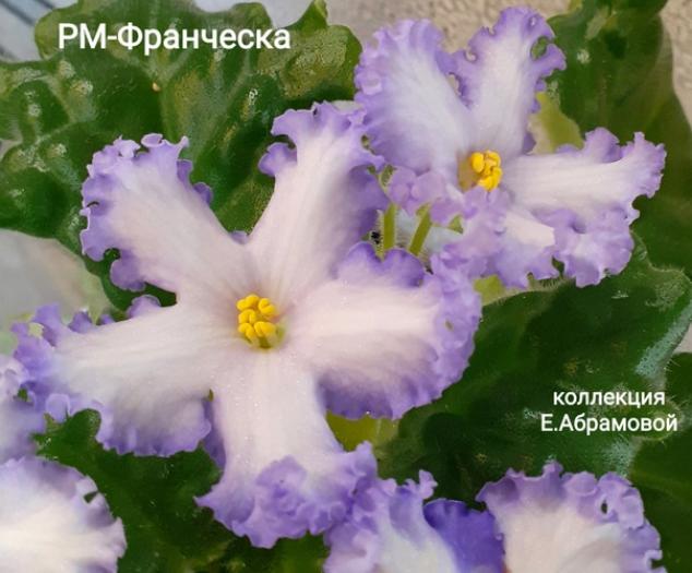Фиалка РМ-Франческа 2