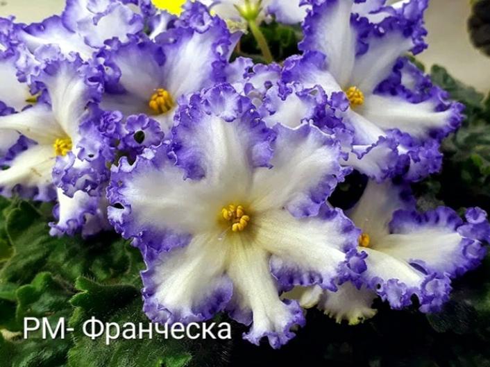 Фиалка РМ-Франческа 6