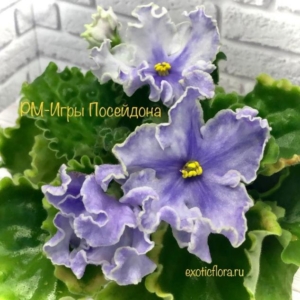 Фиалка РМ-Игры Посейдона