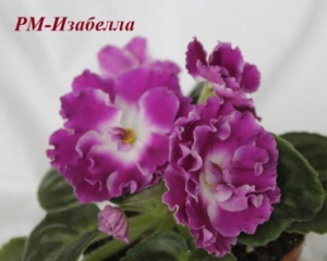 Фиалка РМ-Изабелла