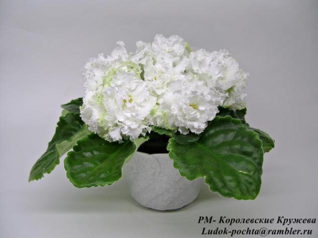 Фиалка РМ-Королевские Кружева 3