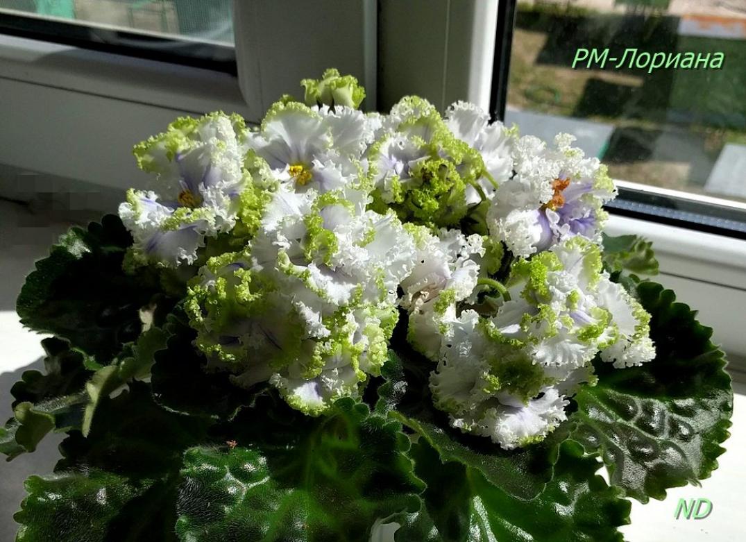 Фиалка РМ-Лориана 4