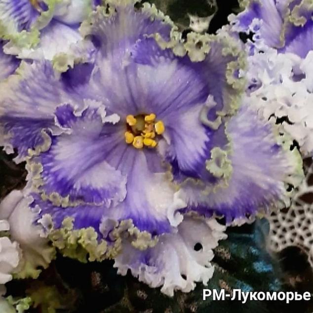 Фиалка РМ-Лукоморье 2