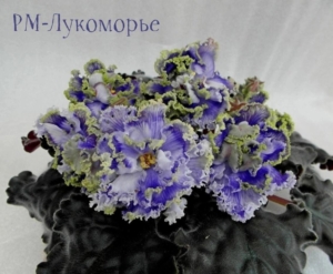 Фиалка РМ-Лукоморье