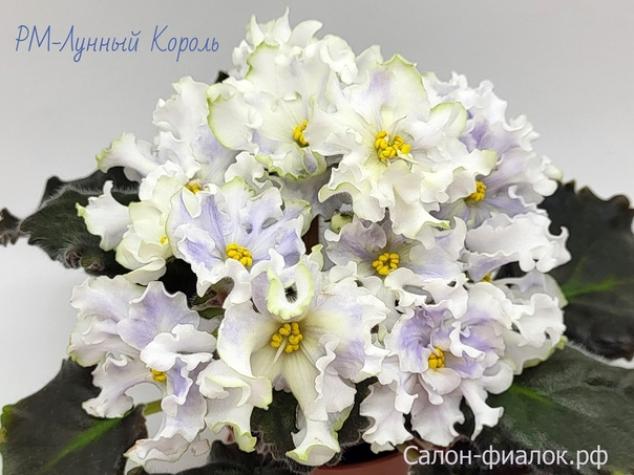 Фиалка РМ-Лунный Король 5