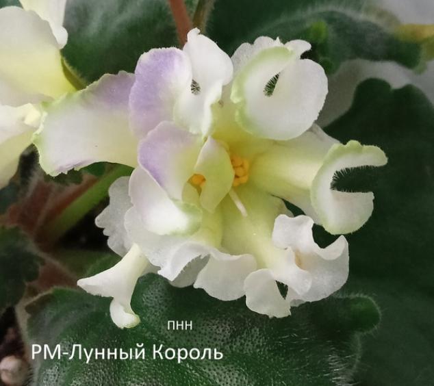 Фиалка РМ-Лунный Король 6