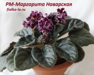 Фиалка РМ-Маргарита Наваррская