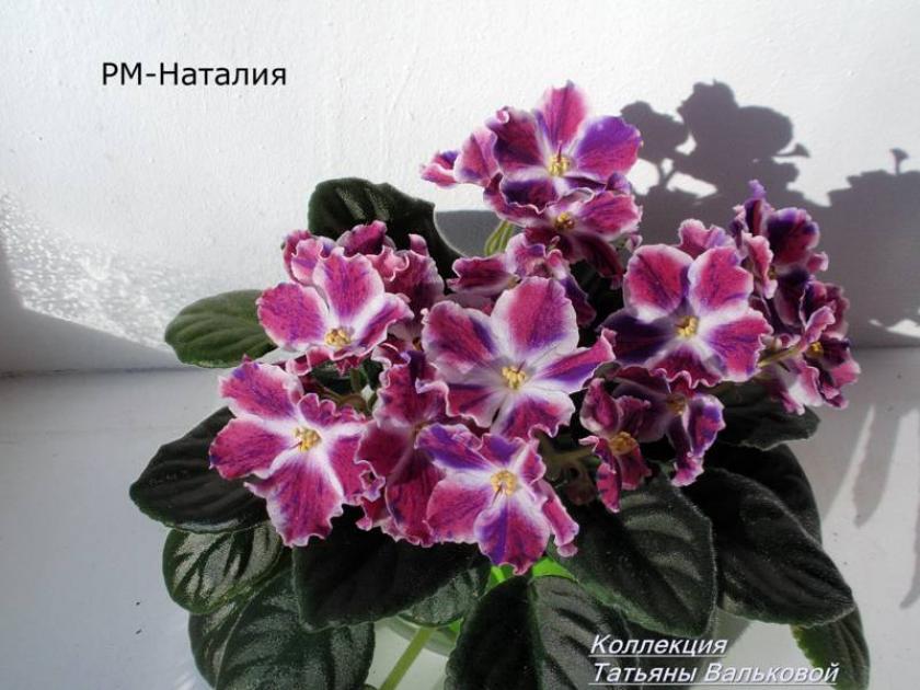 Фиалка РМ-Наталия 5