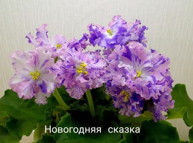 Фиалка РМ-Новогодняя сказка 2