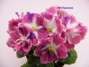 Фиалка РМ-Павлина