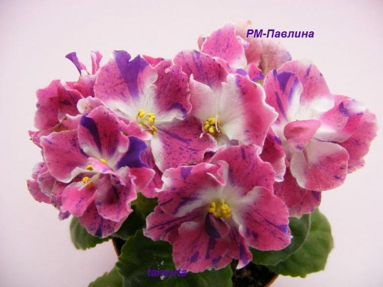 Фиалка РМ-Павлина