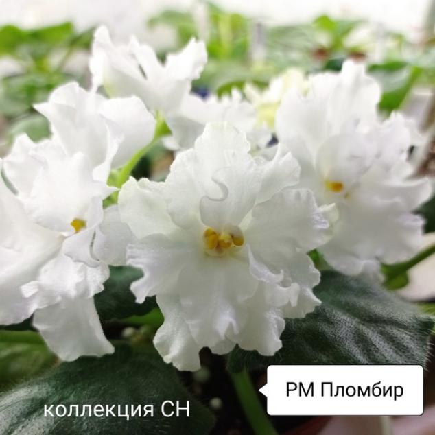 Фиалка РМ-Пломбир 3
