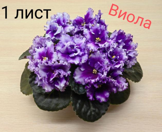 Фиалка РМ-Прекрасная Виола 2