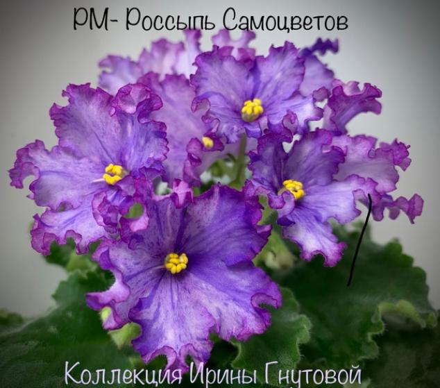 Фиалка РМ-Россыпь Самоцветов 2