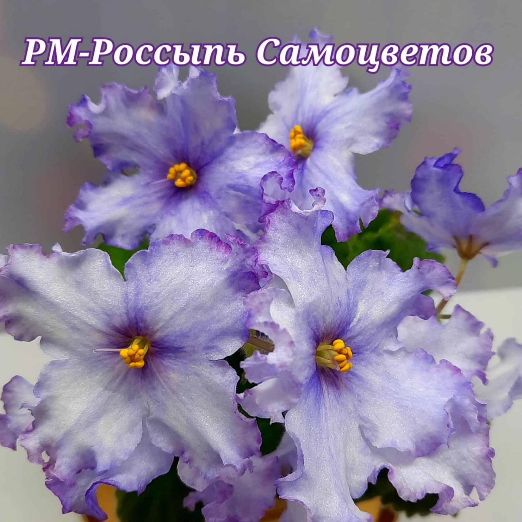 Фиалка РМ-Россыпь Самоцветов 3
