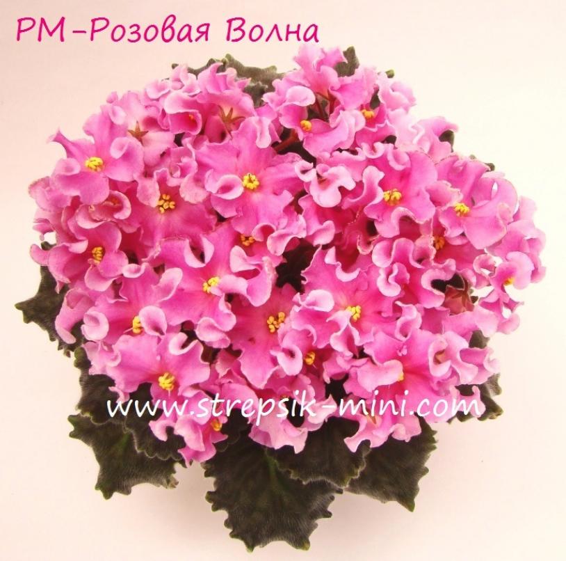 Фиалка РМ-Розовая волна 5