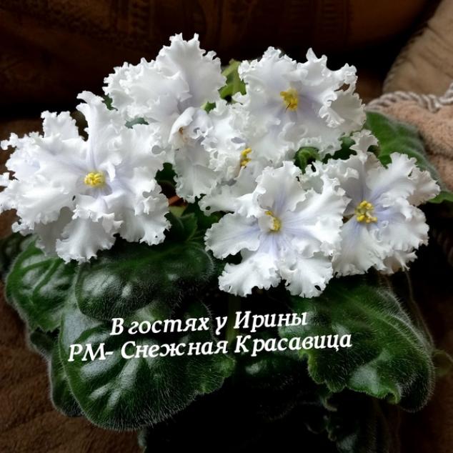 Фиалка РМ-Снежная Красавица 6