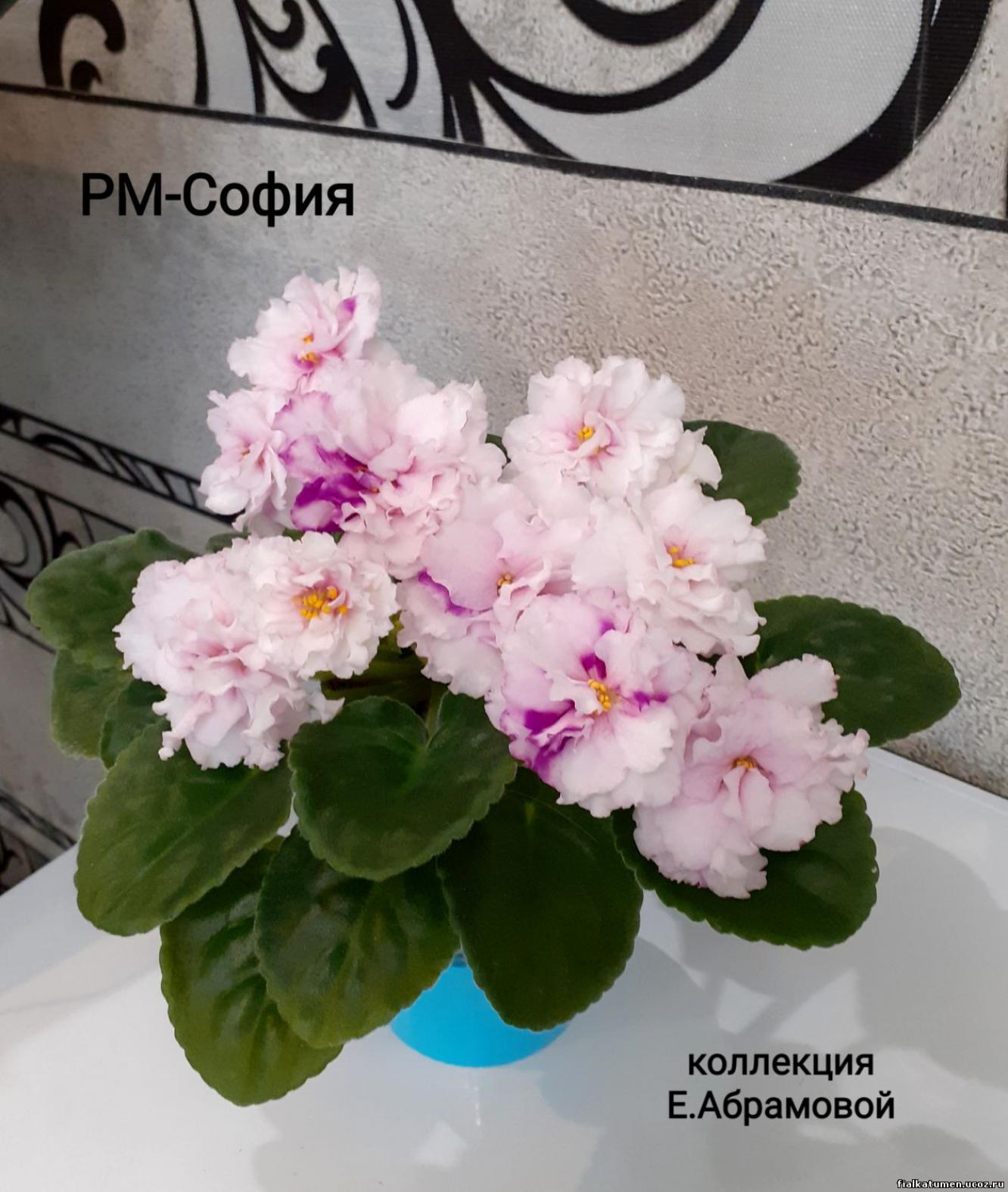 Фиалка РМ-София 3