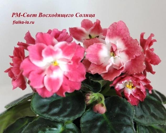 Фиалка РМ-Свет Восходящего Солнца 2