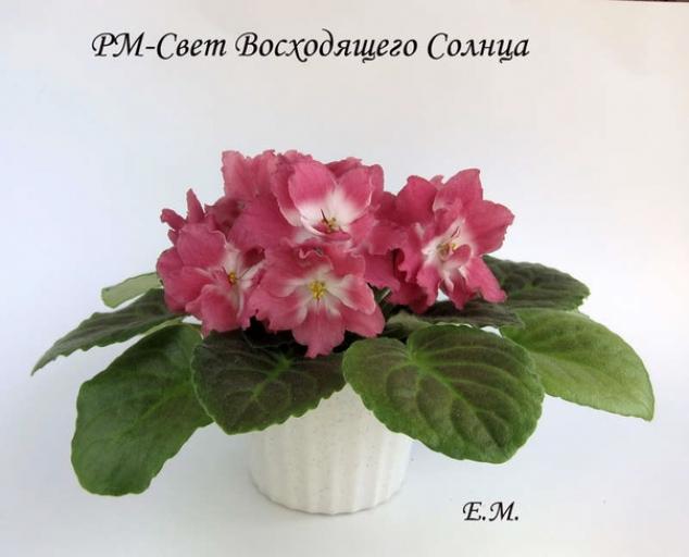 Фиалка РМ-Свет Восходящего Солнца 3