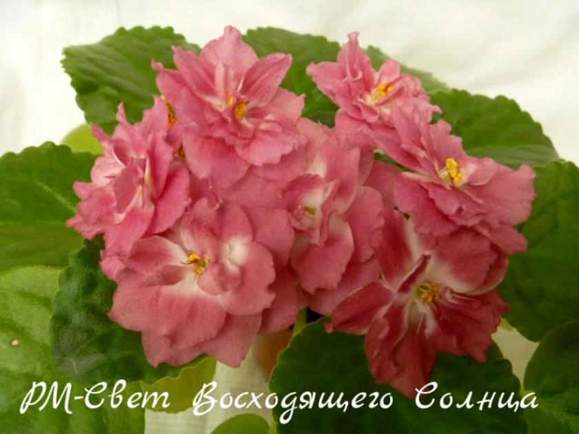 Фиалка РМ-Свет Восходящего Солнца 7