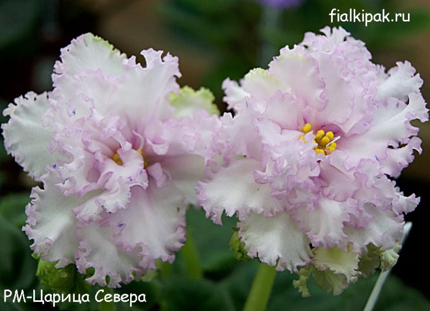 Фиалка РМ-Царица Севера 4