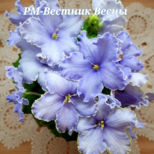 Фиалка РМ-Вестник Весны