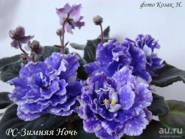 Фиалка РМ-Зимняя Ночь 4
