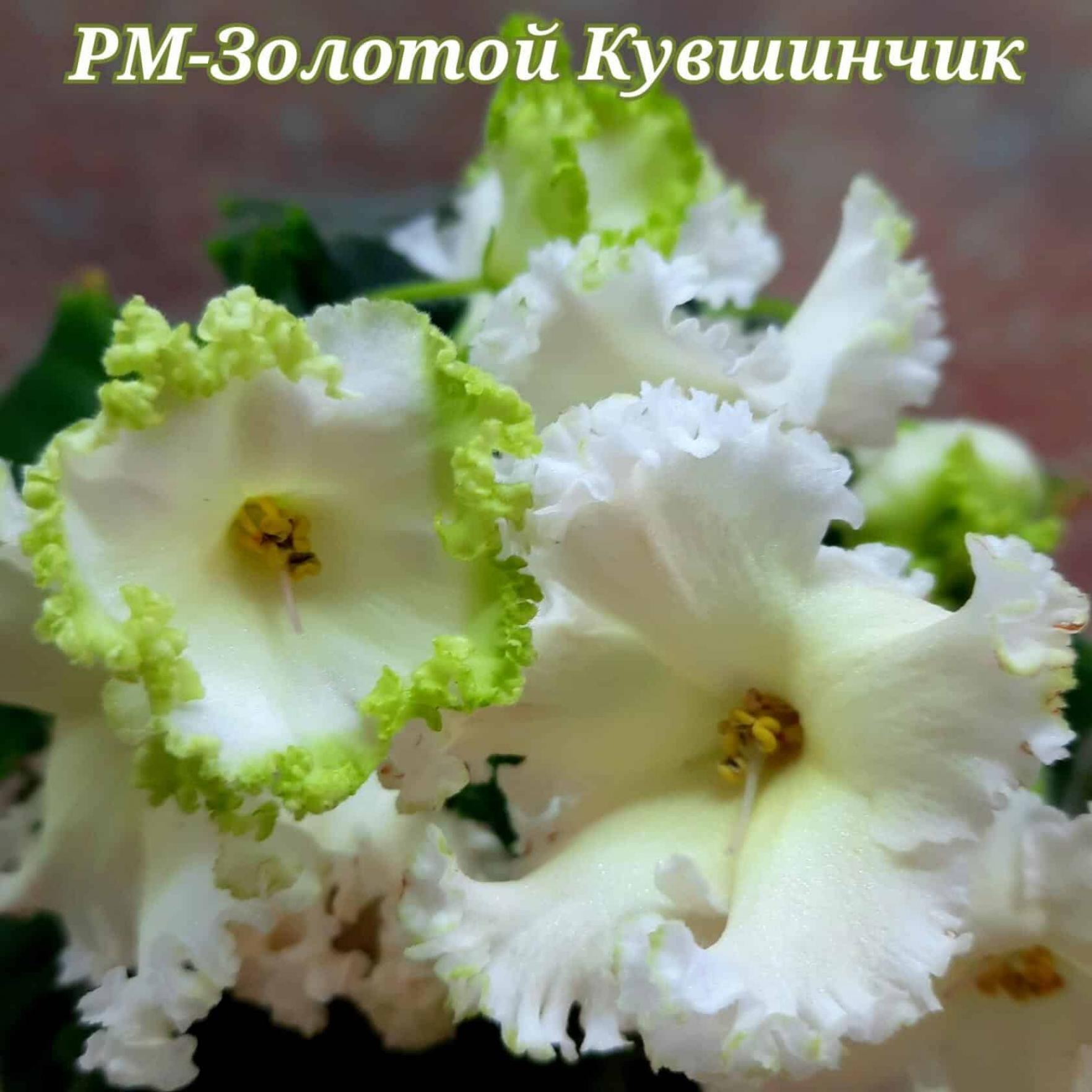 Фиалка РМ-Золотой Кувшинчик 2