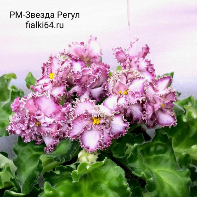 Фиалка РМ-Звезда Регул 5