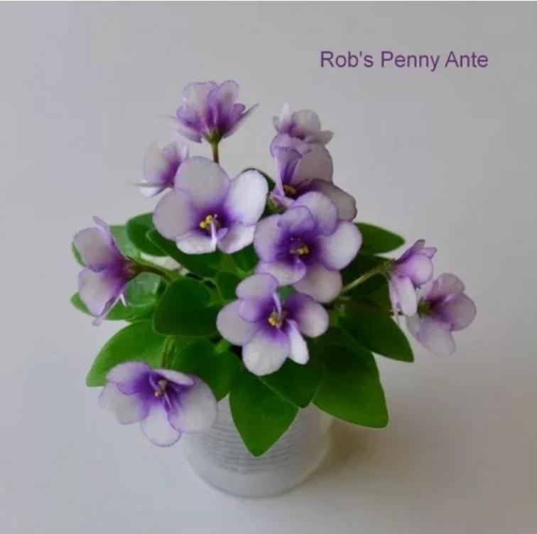 Фиалка Robs Penny Ante 3