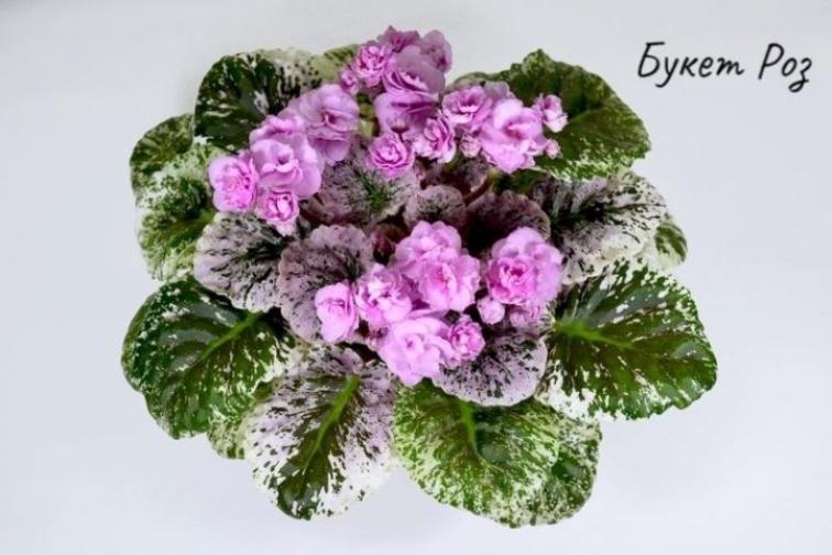 Фиалка Rose Bouquet 2
