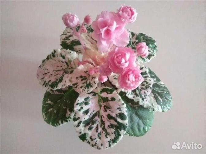 Фиалка Rose Bouquet 3
