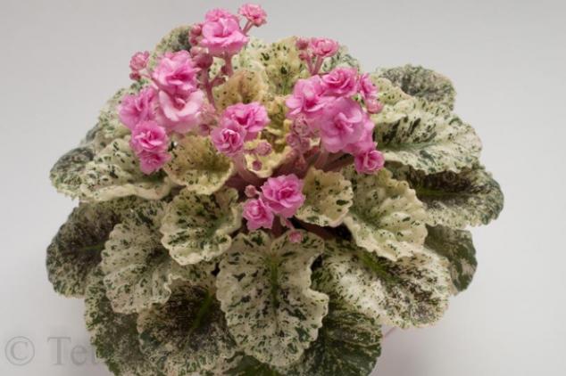 Фиалка Rose Bouquet 4