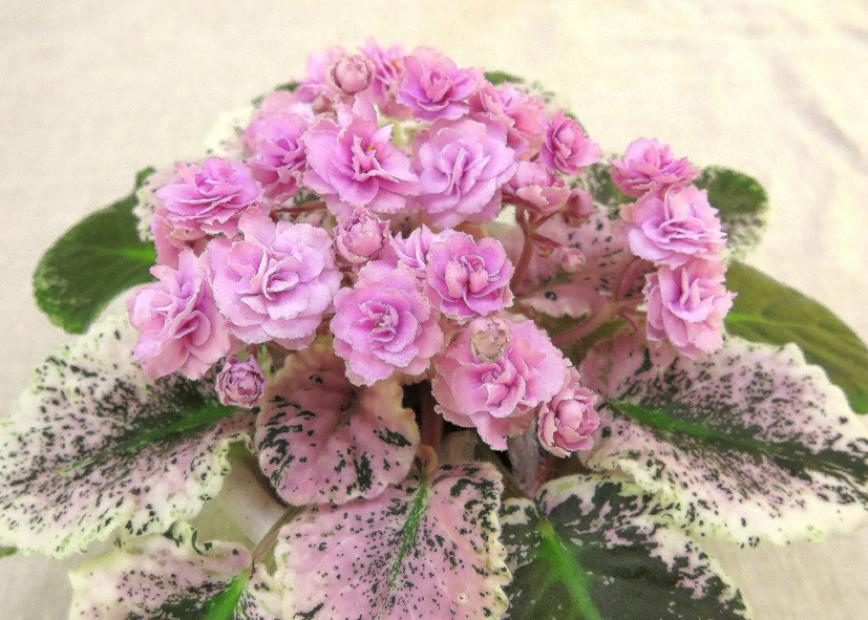 Фиалка Rose Bouquet 5