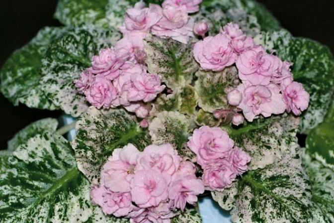 Фиалка Rose Bouquet 6