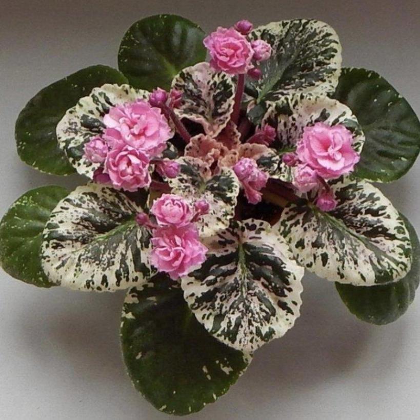 Фиалка Rose Bouquet