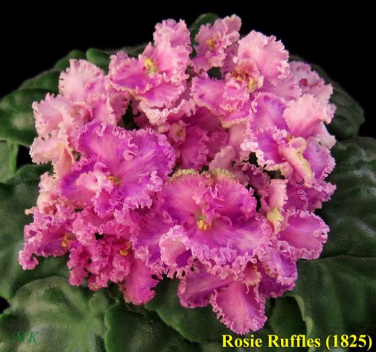 Фиалка Rosie Ruffles 2