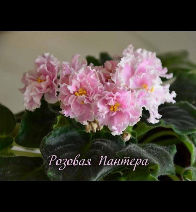 Фиалка Розовая пантера 3