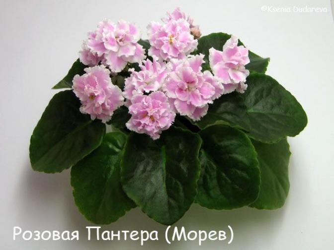 Фиалка Розовая пантера 4