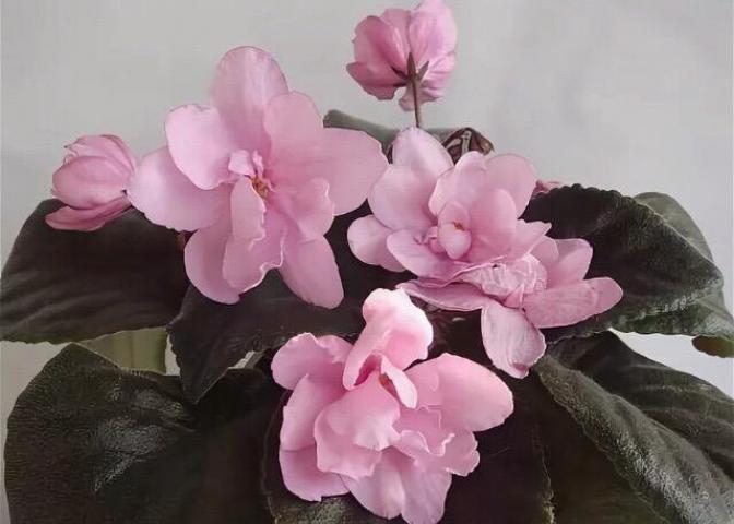 Фиалка Розовый Тюльпан (Pink Tulip) 2