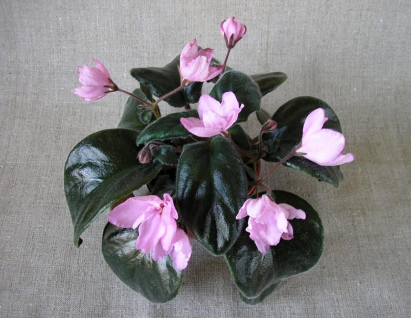 Фиалка Розовый Тюльпан (Pink Tulip) 3